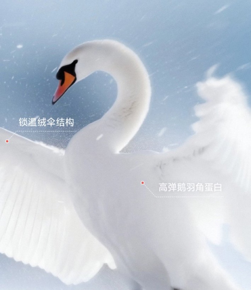 Reference Image